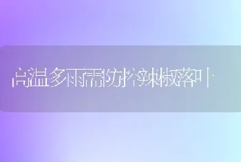 高温多雨需防控辣椒落叶