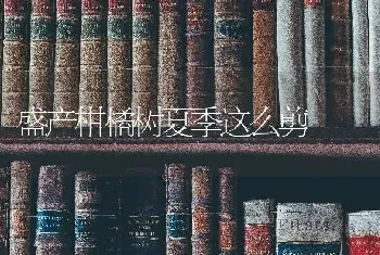 盛产柑橘树夏季这么剪