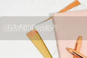 迷迭香的栽培要点