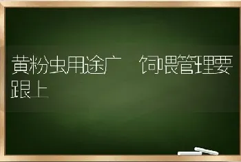 黄粉虫用途广 饲喂管理要跟上