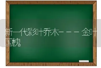 新一代彩叶乔木---金叶国槐