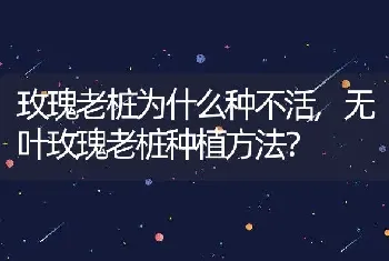 玫瑰老桩为什么种不活