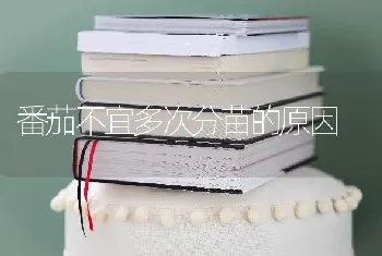 番茄不宜多次分苗的原因