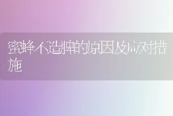 蜜蜂不造脾的原因及应对措施