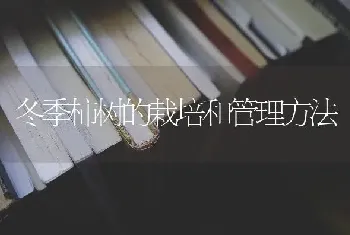 冬季柿树的栽培和管理方法