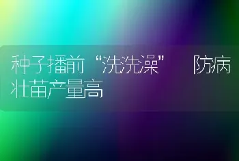 种子播前“洗洗澡” 防病壮苗产量高