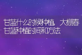 甘蓝什么时候种植