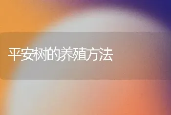 平安树的养殖方法