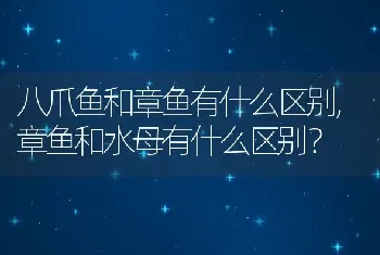 八爪鱼和章鱼有什么区别