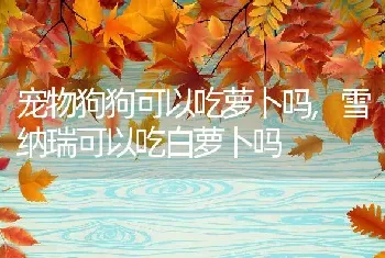 宠物狗狗可以吃萝卜吗