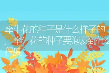 牵牛花的种子是什么样子的