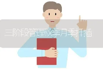 三阶段管理秋季月季扦插