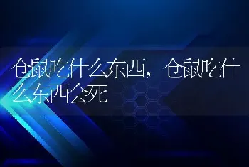 仓鼠吃什么东西