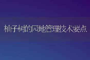 柚子树的园地管理技术要点