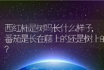 西红柿是树吗长什么样子