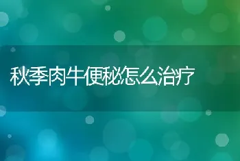 秋季肉牛便秘怎么治疗