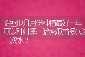 哈密瓜几月份种植最好一年可以种几季