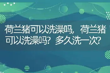 荷兰猪可以洗澡吗,荷兰猪可以洗澡吗?多久洗一次?