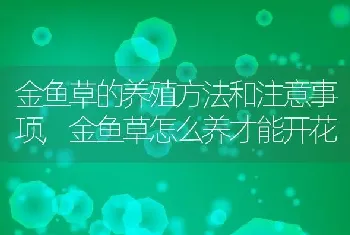 金鱼草的养殖方法和注意事项