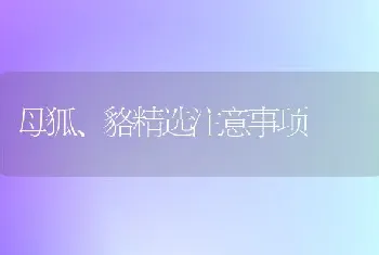 母狐、貉精选注意事项