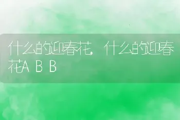 什么的迎春花,什么的迎春花ABB