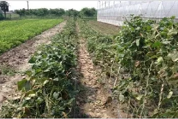 台风天气蔬菜该怎么管理