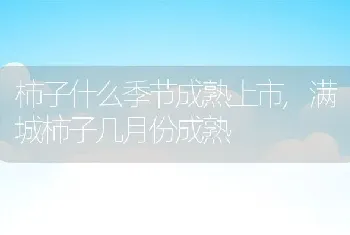 柿子什么季节成熟上市