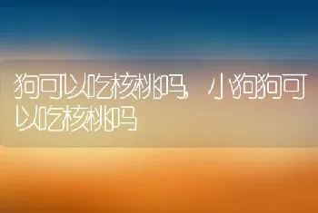 狗可以吃核桃吗,小狗狗可以吃核桃吗