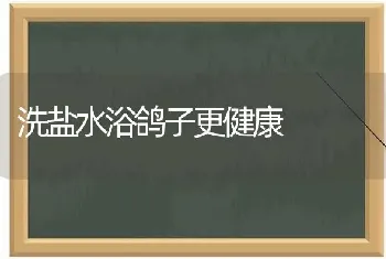 洗盐水浴鸽子更健康