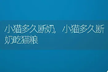 小猫多久断奶,小猫多久断奶吃猫粮