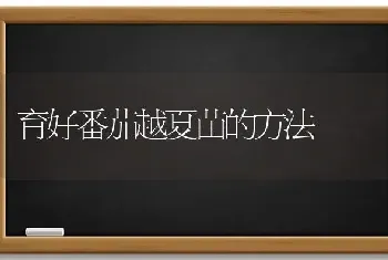 育好番茄越夏苗的方法