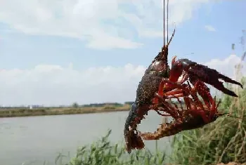 小龙虾投食四大技巧早知道