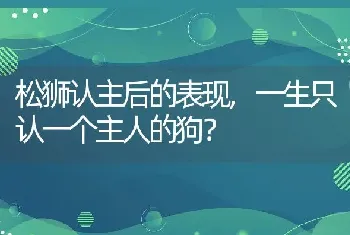 松狮认主后的表现