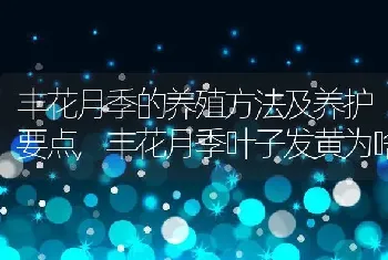 丰花月季的养殖方法及养护要点