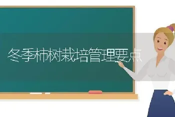 冬季柿树栽培管理要点