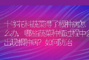 十字花科蔬菜得了根肿病怎么办