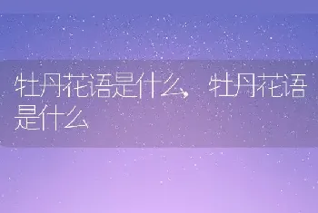 牡丹花语是什么