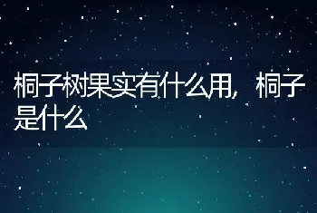 桐子树果实有什么用