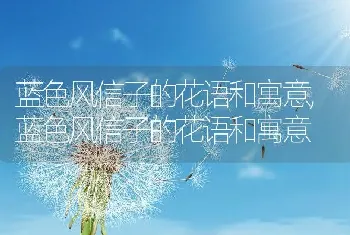 蓝色风信子的花语和寓意