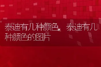 泰迪有几种颜色,泰迪有几种颜色的图片