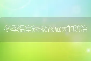 冬季温室辣椒疮痂病的防治