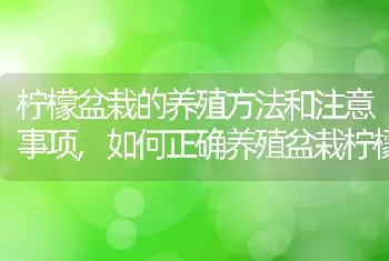 柠檬盆栽的养殖方法和注意事项