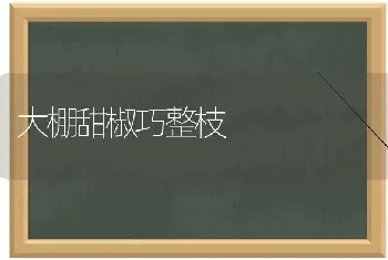 大棚甜椒巧整枝