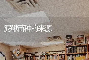 泥鳅苗种的来源