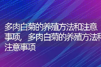 多肉白菊的养殖方法和注意事项