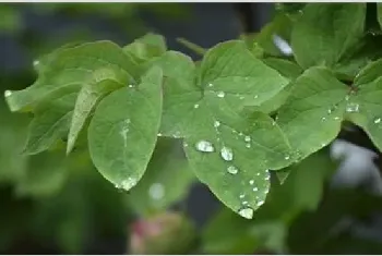 牡丹花叶子打卷是怎么回事