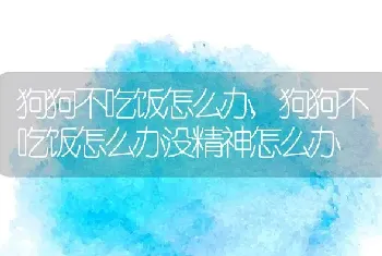 狗狗不吃饭怎么办,狗狗不吃饭怎么办没精神怎么办