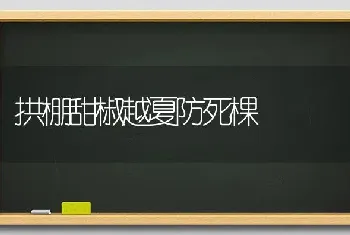 拱棚甜椒越夏防死棵