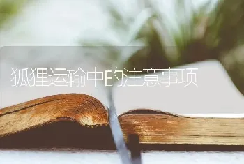 狐狸运输中的注意事项