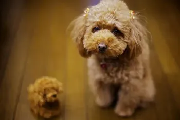 养泰迪犬的注意事项